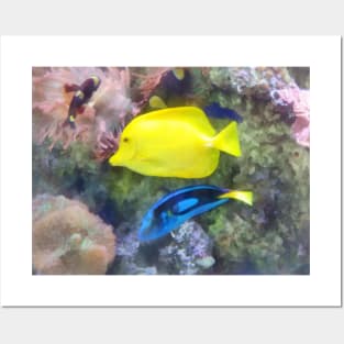 Fish - Yellow and Blue Tang Fish Posters and Art